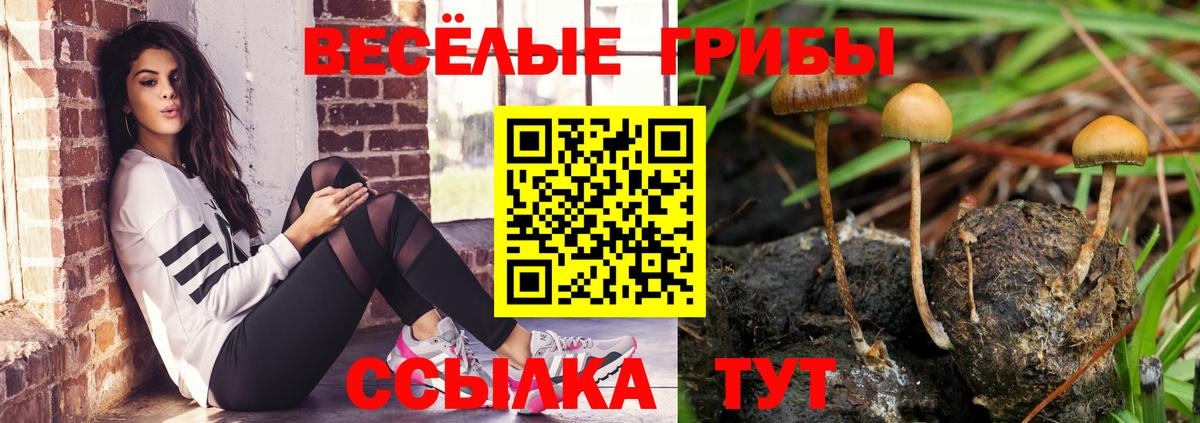 Псилоцибиновые грибы мицелий Тайшет